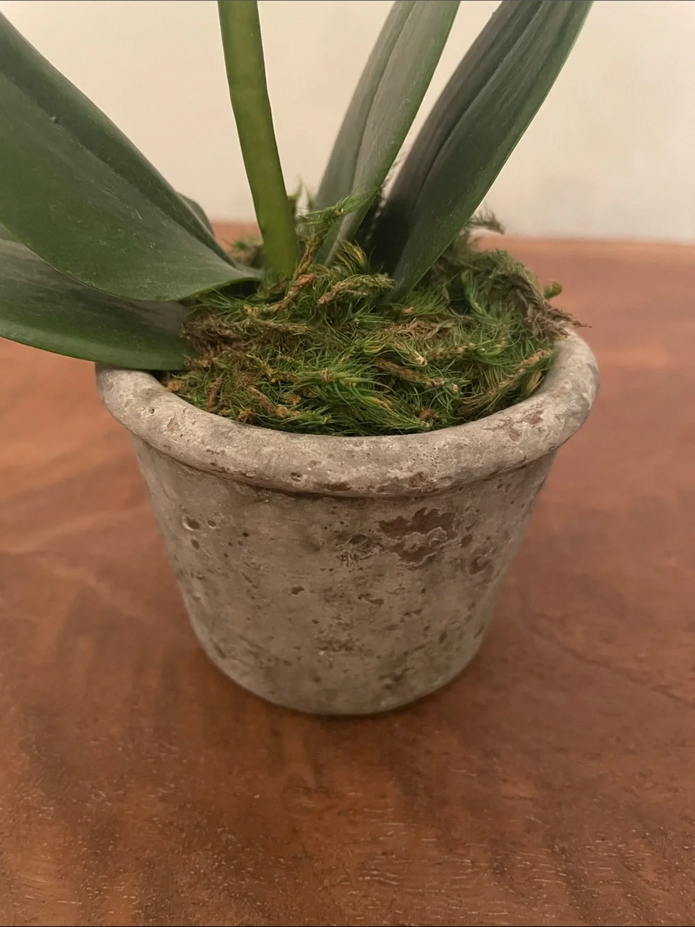 Potted Orchid